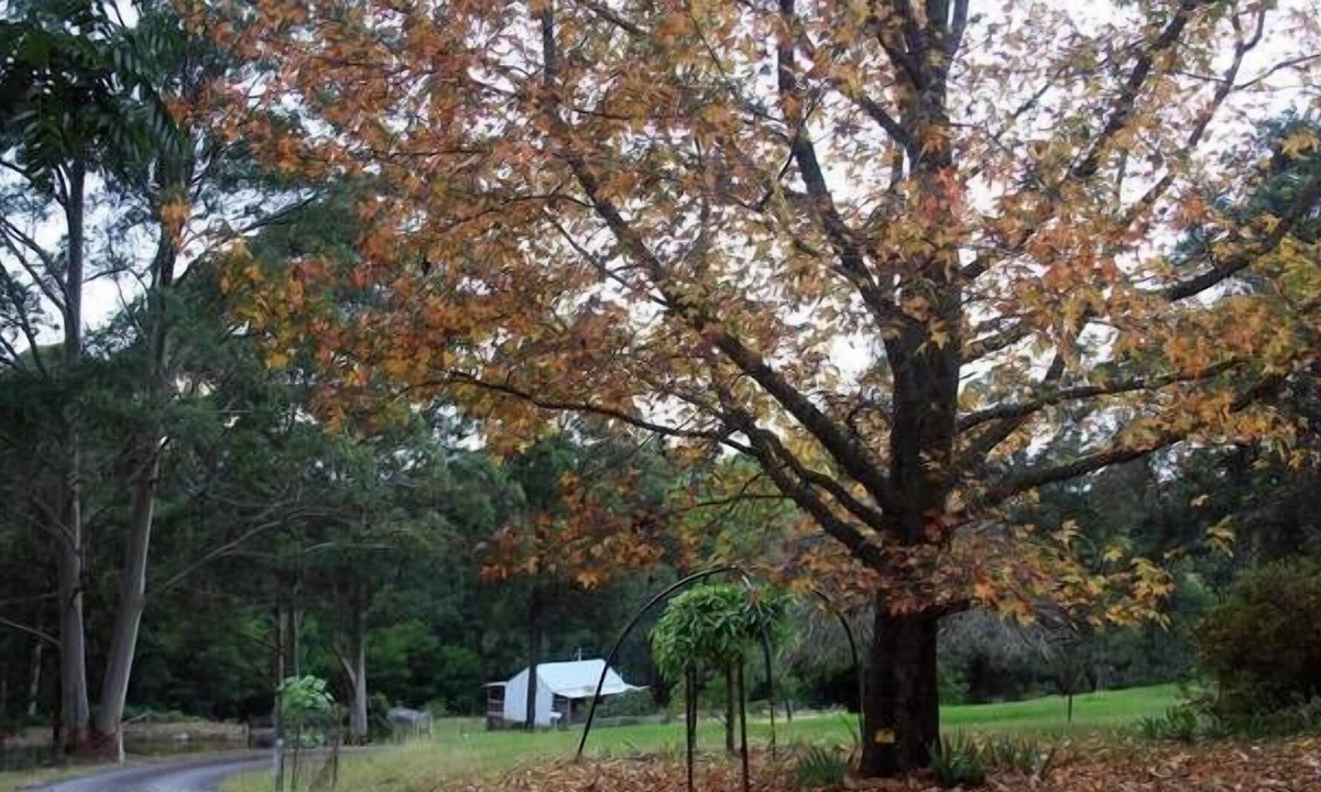 Termeil Cottage | Exclusive Couples Retreat Pet Friendly - Pristine Secluded Beaches Rural Setting