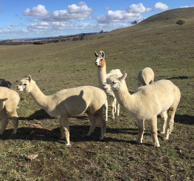Wayo House | GOULBURN ALPACA FARM STAY