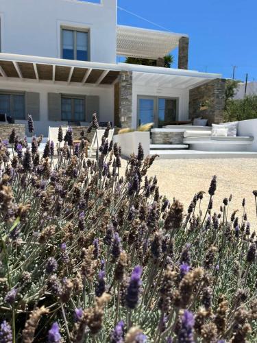 Parasporos Apartment | Neso seafront studio Paros