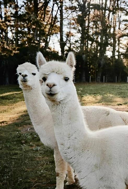 Robertson House | The Maple Lodge with Alpacas, Goats, Boars, Ducks & Chickens Farm Stay with Outdoor Pizza Oven