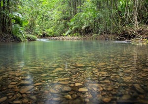 Daintree Wilderness Lodge