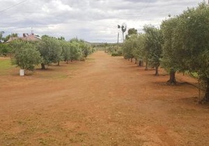 Gum Paddock Country Cottage