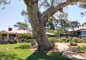 Longview Vineyard