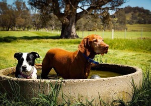 Mallum Creek Farm