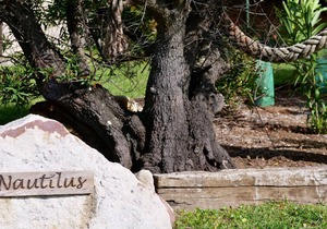 Nautilus at Hyams Beach
