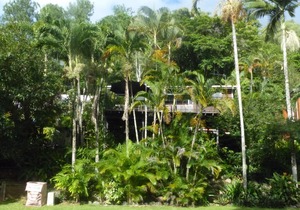 Rainforest Apartment