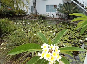 Mango Resort | Jubilee Pocket