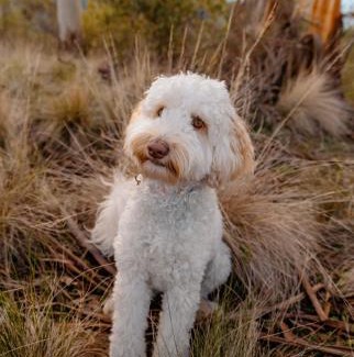 Yarragon South House | The Ridge House - Stylish Gippsland Getaway