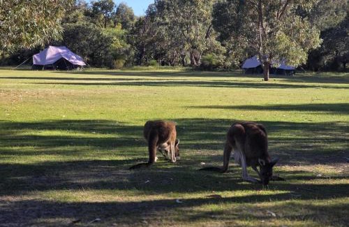 Yanchep Other | Wilderstay Glamping - Yanchep National Park