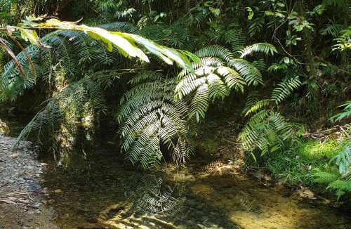 Diwan House | A Daintree Garden