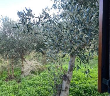 Vasilopoulo House | Alkis Olive Grove Cottage