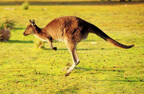 Kangaroo Island Apartment | Apartment amongst the Kangaroos and only a 3 minute walk to Snelling Beach