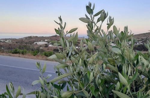Platis Gialos Apartment | Apelagitis 2