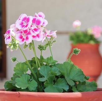 Naousa Hotel | Asteras Hotel