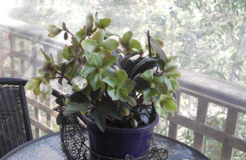 Daylesford House | 20 m² House ∙ 1 bedroom ∙ 3 guests