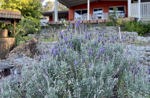 Maudsland House | Beautiful mudbrick house located in 7.5 acres beautiful land