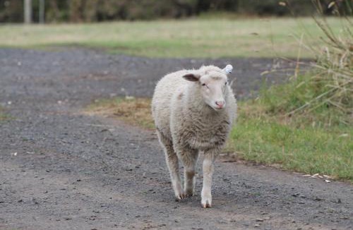 Ventnor House | Bimbadeen Phillip Island Farm Retreats