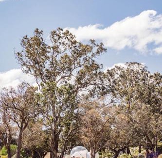 Tenterfield Other | Captain Thunderbolt Bubbletent at Mirumiru