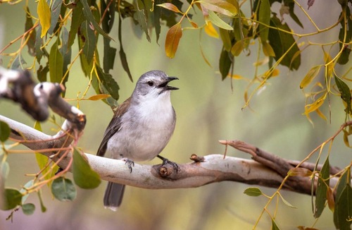 South Bruny Cottage | Cloudy Creek Cottage - Escape to Cloudy Creek Cottage!