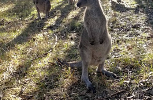 New Gisborne Bed & Breakfast | Cosy Bell Tent With an à la Carte Breakfast and up Close Kangaroo Experience