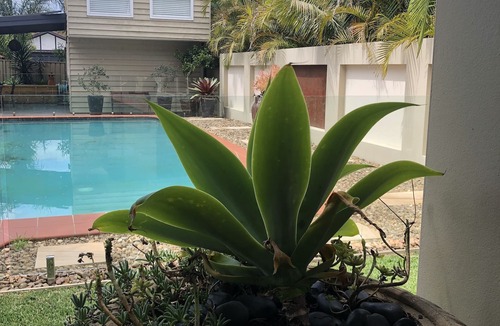 Earlwood House | Guesthouse with Pool & BBQ - 10 kms from CBD
