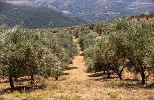 Milia House | Hermitage: Private Luxury Villa with Natural Pool - Western Crete