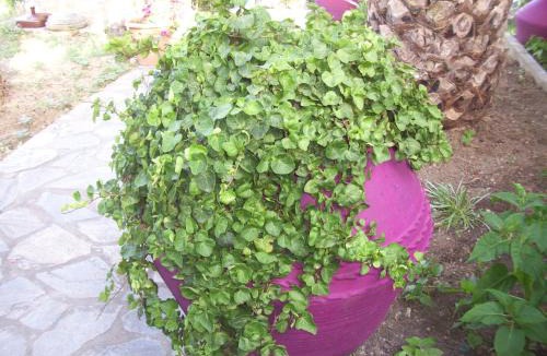 Kato Vrontou Hotel | Hotel Elytis