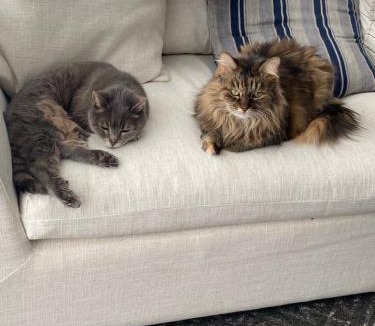 Wollongong CBD House | It's Paradise Here, Private Room with Breakfast and 2 cats