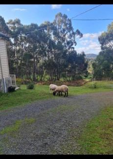 Geeveston House | Jo’s Farmhouse B&B