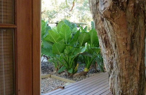 Mullaway Cabin | Plantation