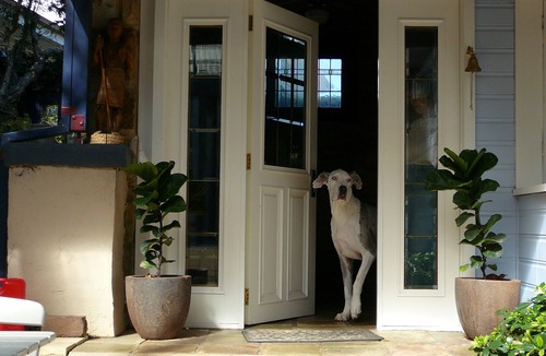 Kirrawee Apartment | Sekitei Boutique Accommodation is a genuine dog friendly Oasis