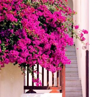 Ios Town House | Summer Time