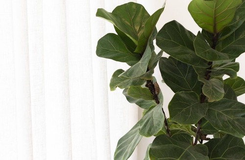 Mount Pleasant House | The Greenhouse Retreat
