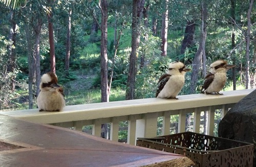Macmasters Beach House | The Mac Shak - Bushland Retreat (Pet Friendly)