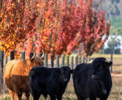 Buffalo River Villa | The Stables Nug Nug Ranch