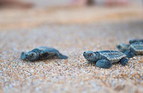 Mon Repos Cabin | Turtle Sands