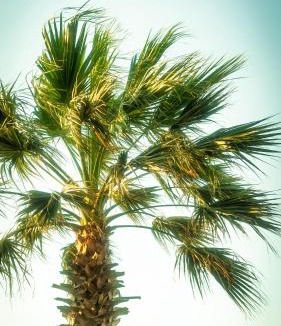 Kolymbia Bed & Breakfast | Villa Rizia