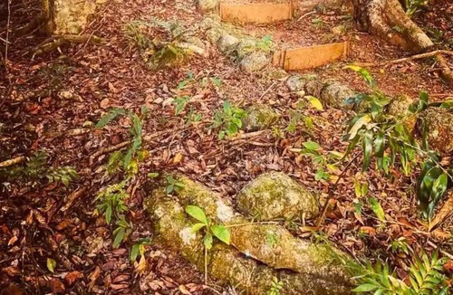 Malanda Cottage | Wildlife & River Cottage nestled in rainforest