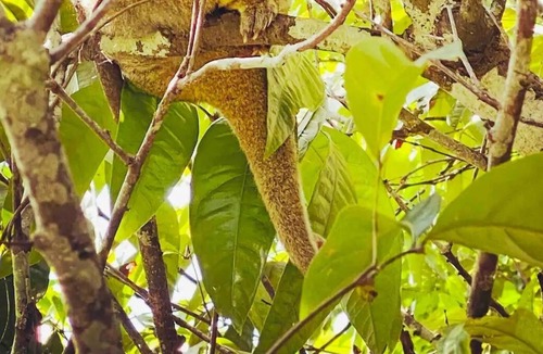 Malanda Cottage | Wildlife & River Cottage nestled in rainforest