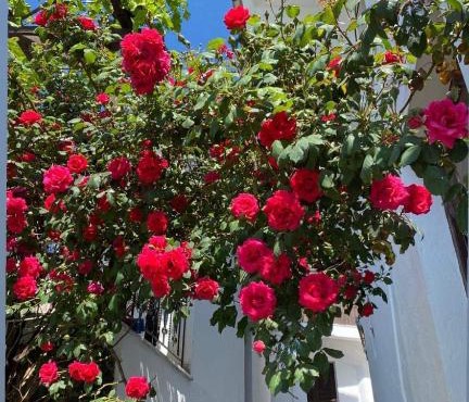Διαμέρισμα Αγγελική in Makrinitsa