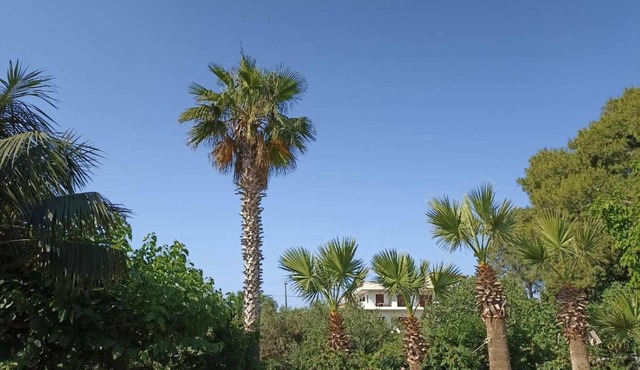 palm-tree in Pineios