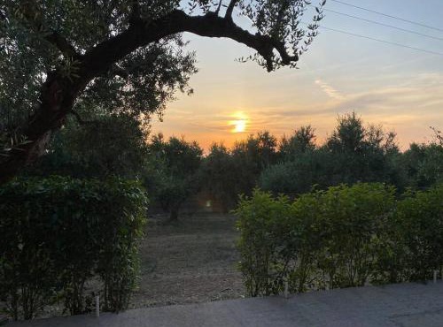 Rustic- Chic Villa in a Private Olive Grove - Filiatra in Filiatra