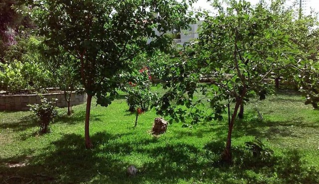 Sunny garden studio in Athens