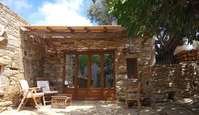 The Wise Olive Tree in Raches