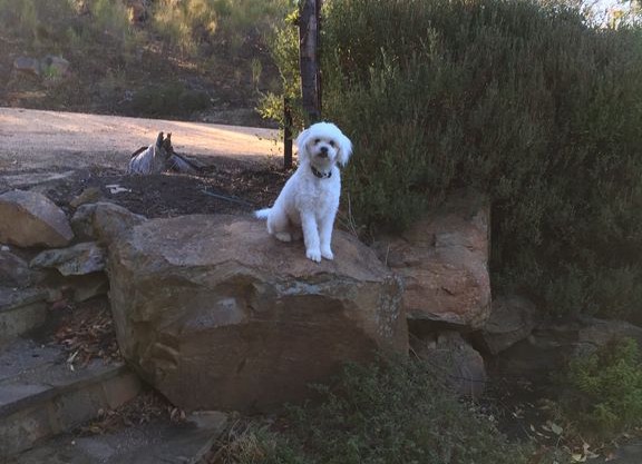 Pet friendly 1 bedroom Cottage