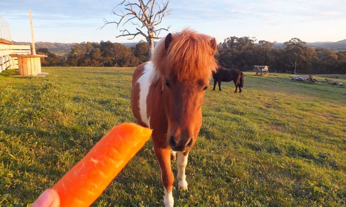 Tallarook Other | Heart of the Farm Country Cottage