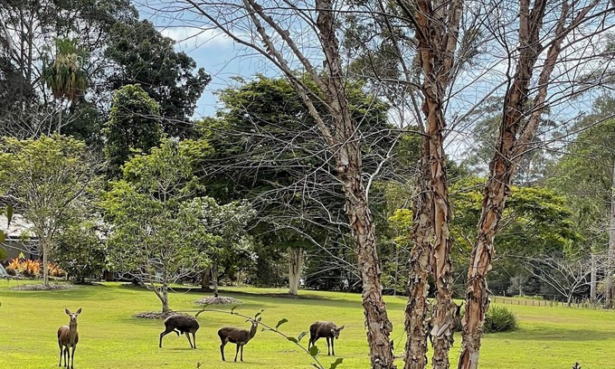 Tinbeerwah Cabin | Stylish Retreat amongst paddocks and rain forest; only 20 minutes to Noosa