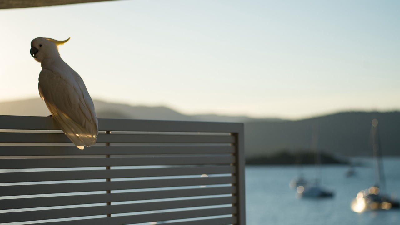 Photo of Others in Airlie Beach