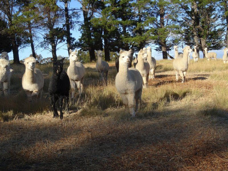 Photo of Others in Kurrajong Heights