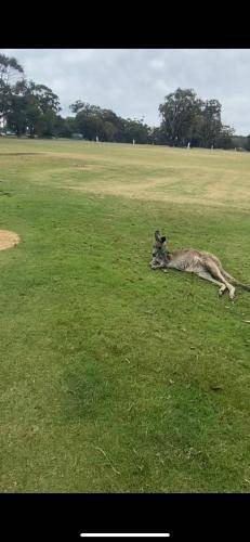 Photo of Others in Anglesea